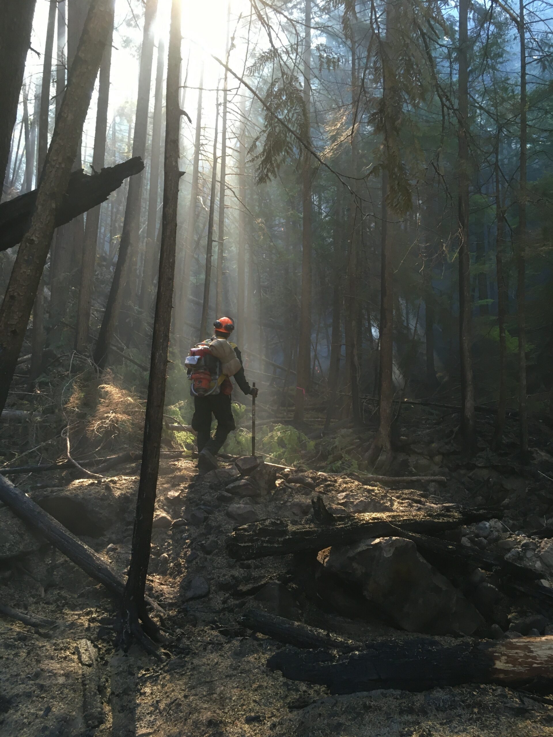 A solo forestry crewmember walking in teh forest with sunlight coming through the trees