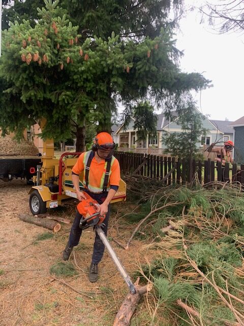 Crew bucking tree limbs and branches - Iverson Forest Management Landscaping & Property Services