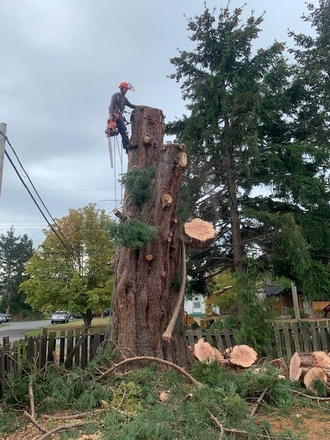 Fallers cleaning up a tree on prvate property - Iverson Forest Management - Property Services
