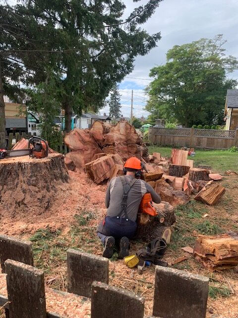 Fallers cleaning up a tree after it has been fully chopped down on private property - Iverson Forest Management - Property Services