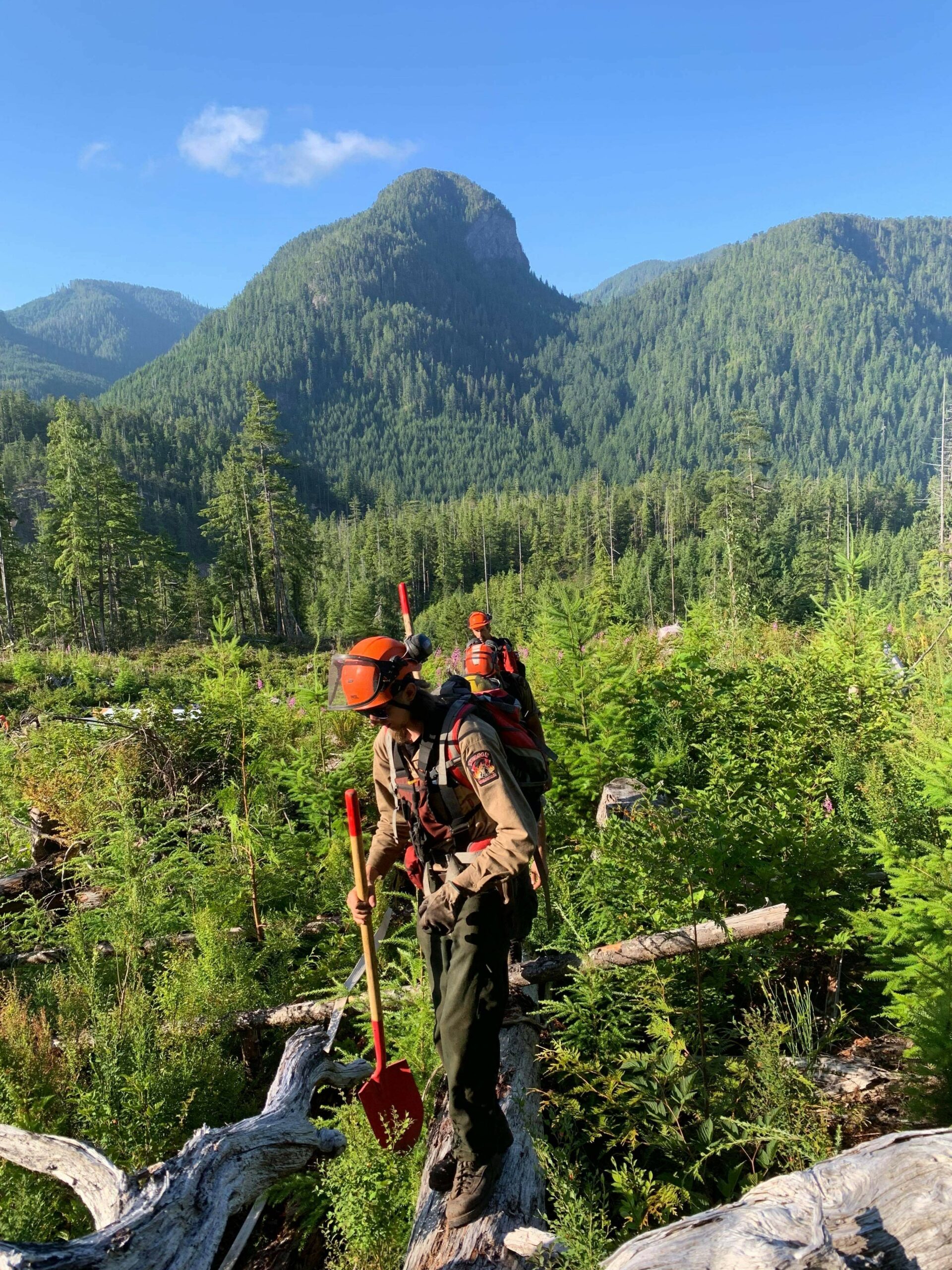 Wildfire type 3 crew working through a brushy area - Iverson Forest Management Wildfire Services