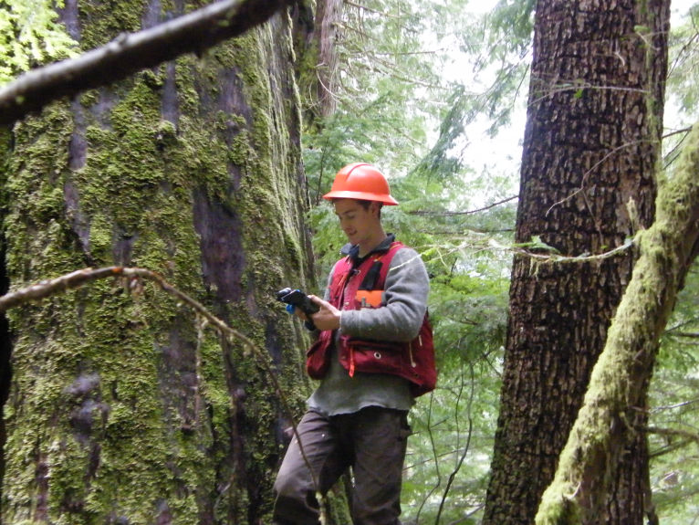 A crewmember in a red vest and faller's helmet using a GPS device next to a large tree in a forestry setting - Iverson Forest Management Geospatial Services
